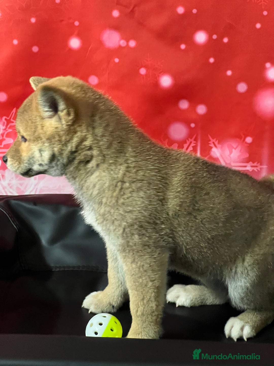 Shiba Inu perros en venta: SHIBA cachorros calidad  - Anuncio 1