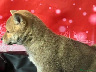 Shiba Inu perros SHIBA cachorros calidad - Anuncio 1