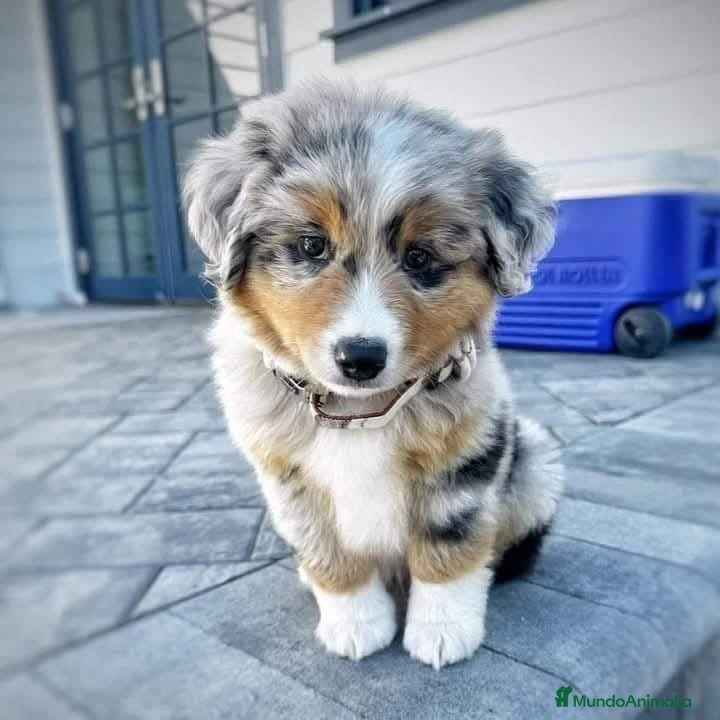 Border Collie perros BORDER COLLIE MERLE Y BLACK  631 67 03 85 en Sevilla - Anuncio 2