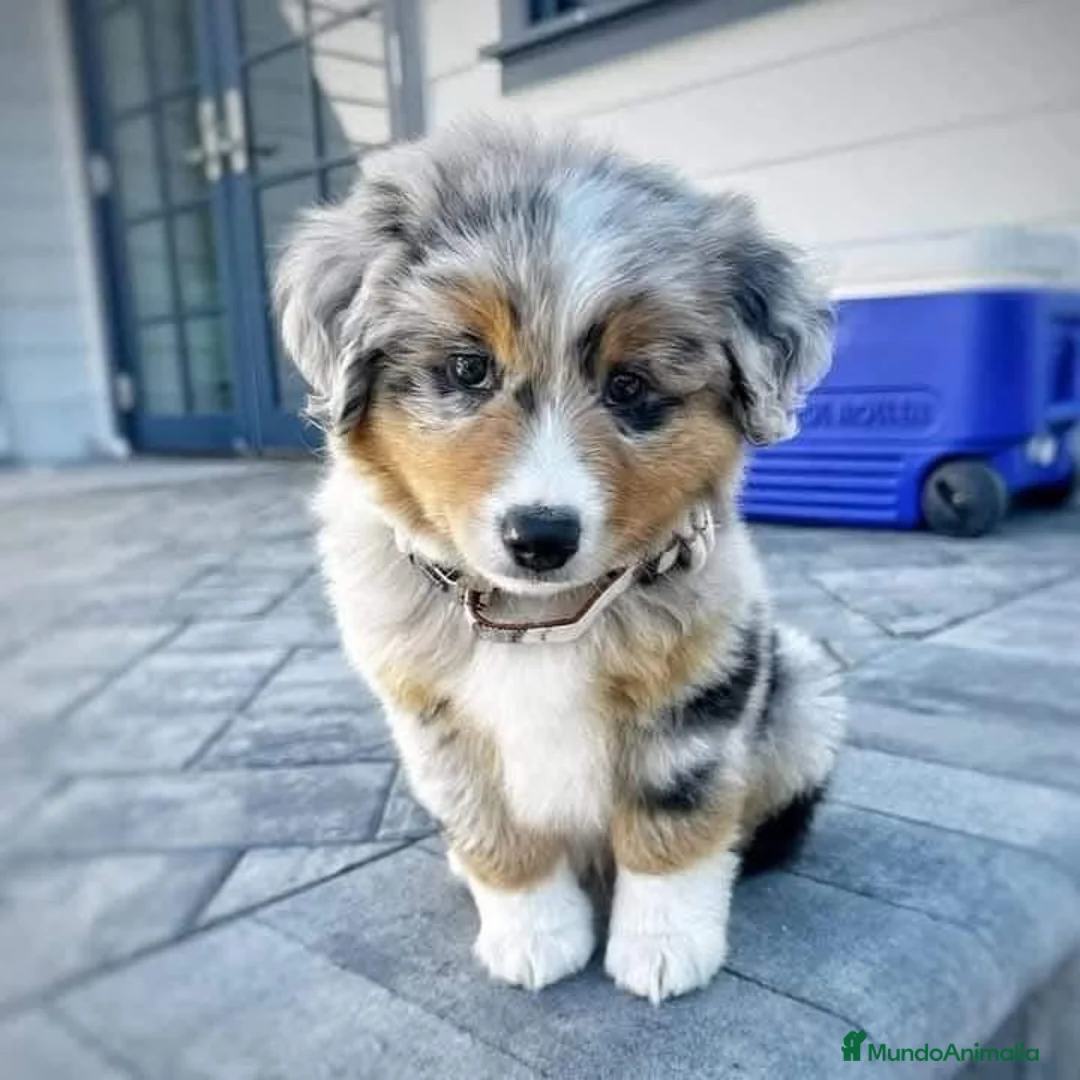 Border Collie perros en venta: BORDER COLLIE MERLE Y BLACK  631 67 03 85 en Sevilla - Anuncio 2