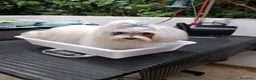 Bichón Maltés perros en venta: Bichón Maltés toy - Anuncio 6