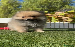 Pomerania perros en venta: POMERANIA MACHO - Imagen 8