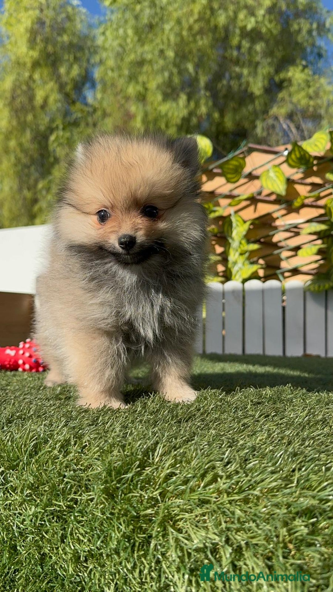 Pomerania perros en venta: POMERANIA MACHO - Imagen 8