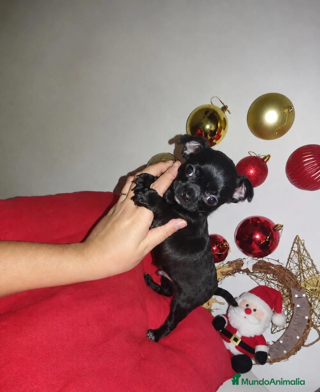Chihuahua perros en venta: Disponible chihuahua toy 643500576 - Anuncio 2