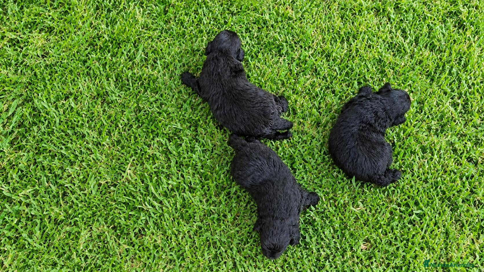 Pomapoo perros POMAPOO MACHITOS - Anuncio 36