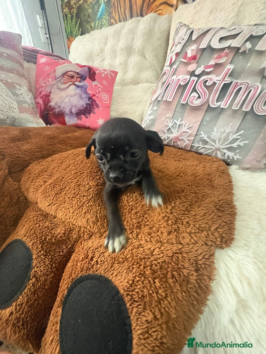 Chihuahua perros en venta: Chihuahua mini toy  - Anuncio 9