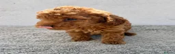 Caniche Toy perros en venta: Caniche Toy Macho  en Alicante - Anuncio 6