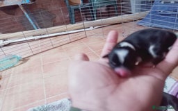 Chihuahua perros en venta: Camada de Sopa Chihuahua  - Imagen 6