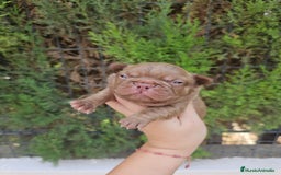Bulldog Francés perros en venta: Bulldog francés chocolate  - Imagen 2