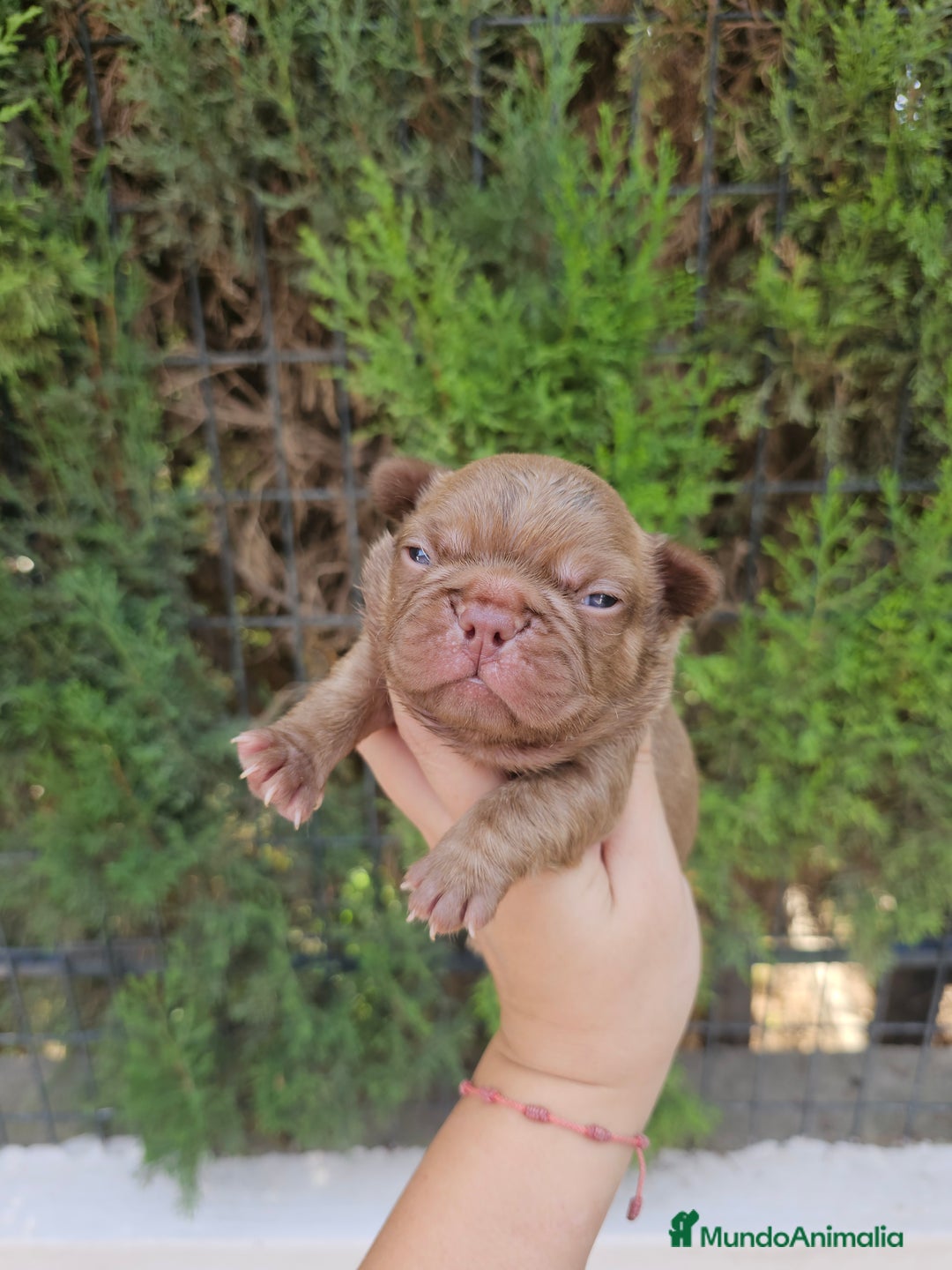 Bulldog Francés perros en venta: Bulldog francés chocolate  - Imagen 2