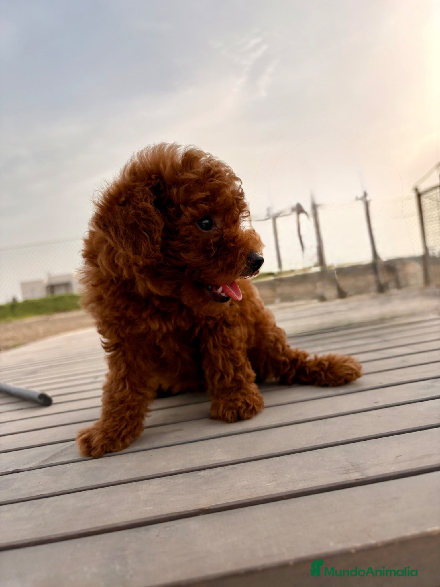 Caniche Toy perros CANICHE TOY ROJA - Anuncio 1