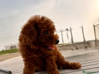 Caniche Toy perros CANICHE TOY ROJA - Anuncio 1