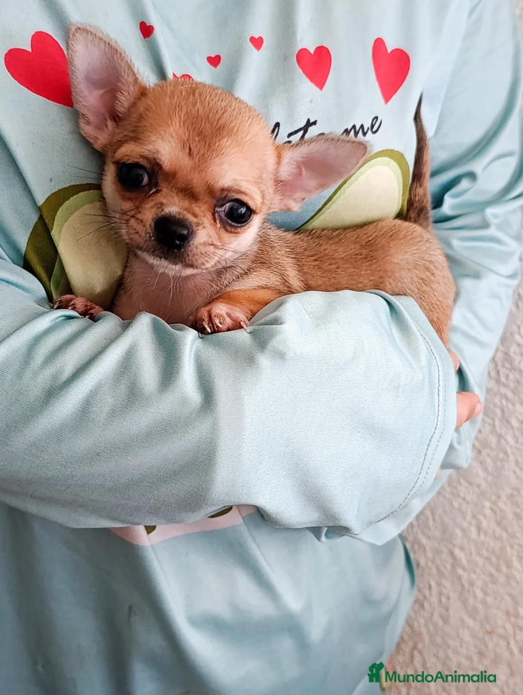 Chihuahua perros en venta: Chihuahua Hembra - Anuncio 2