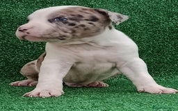 American Bully perros en venta: American Bully pocket disponibles  - Anuncio 3