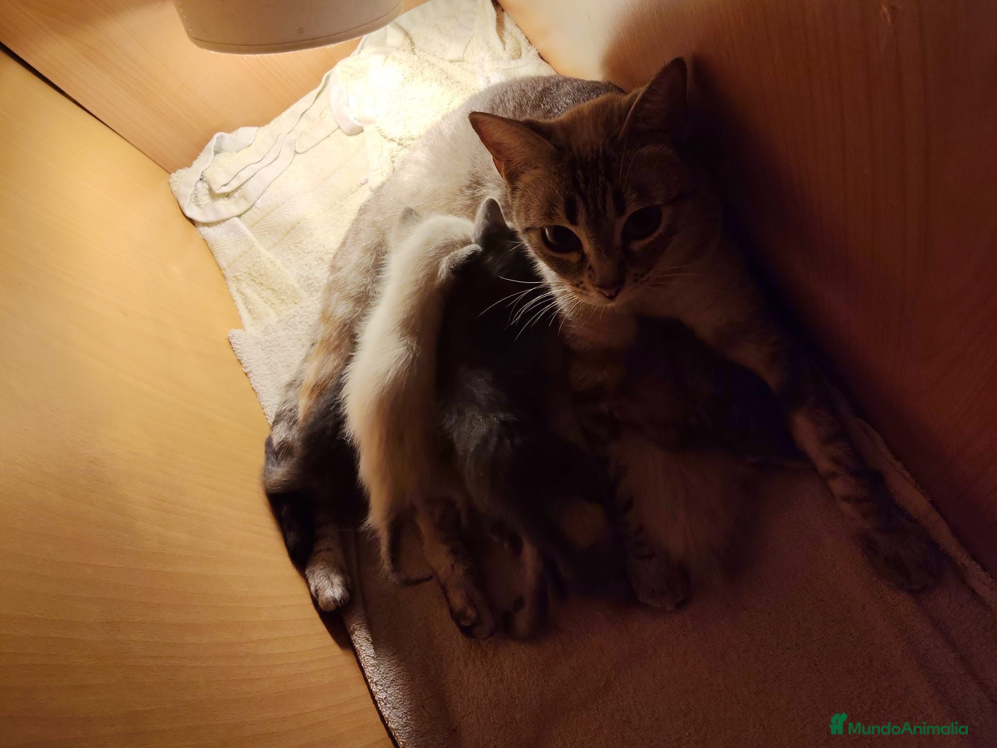 Siamés gatos Camada de siamés tabby  - Anuncio 5