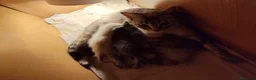 Siamés gatos en venta: Camada de siamés tabby  - Anuncio 1