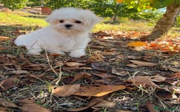 Bichón Maltés perros en venta: Bichon Maltés toy Macho para disponible  - Imagen 2