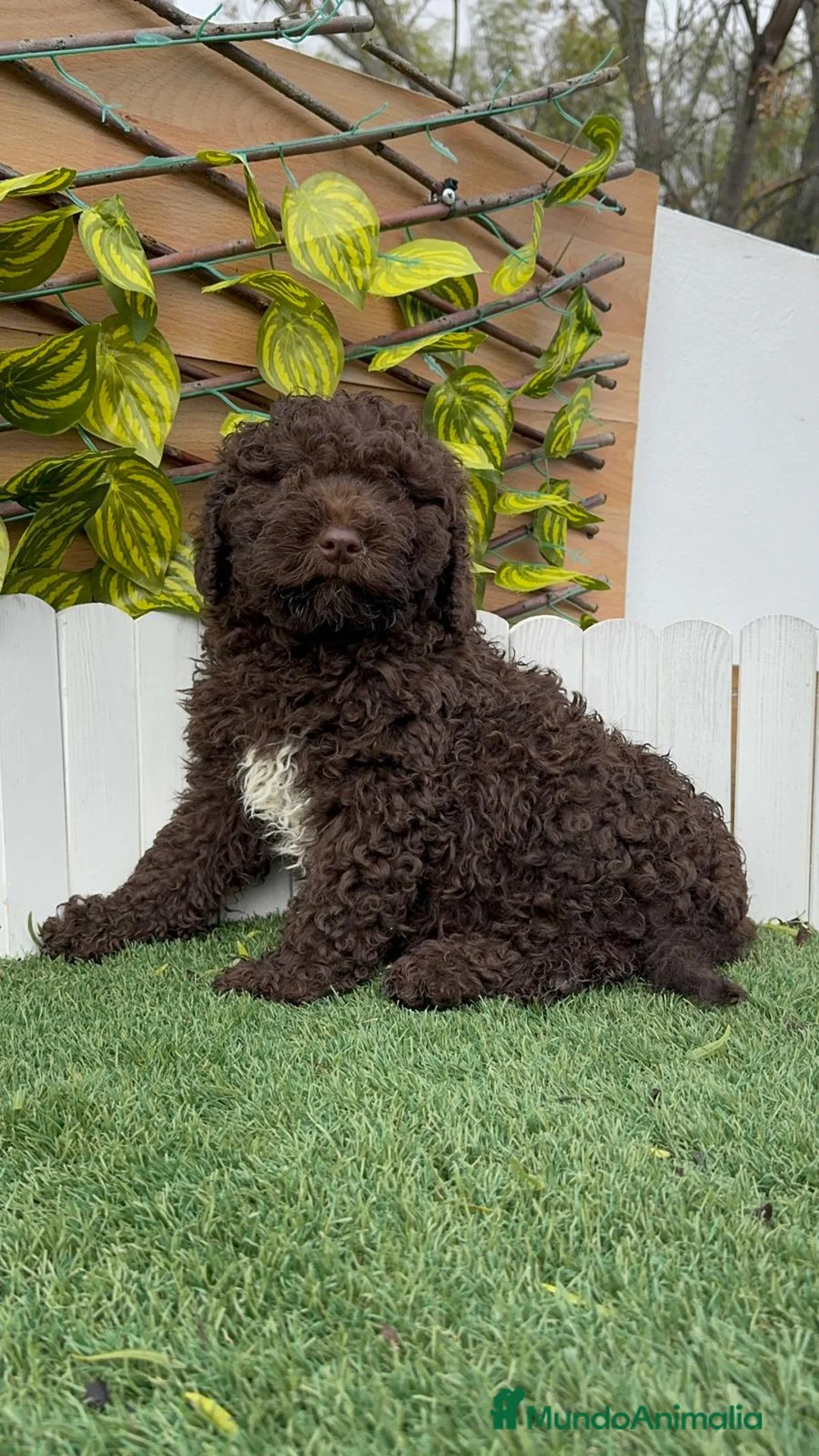 Perro de Agua Español perros en venta: PERRO DE AGUA HEMBRAS - Anuncio 8