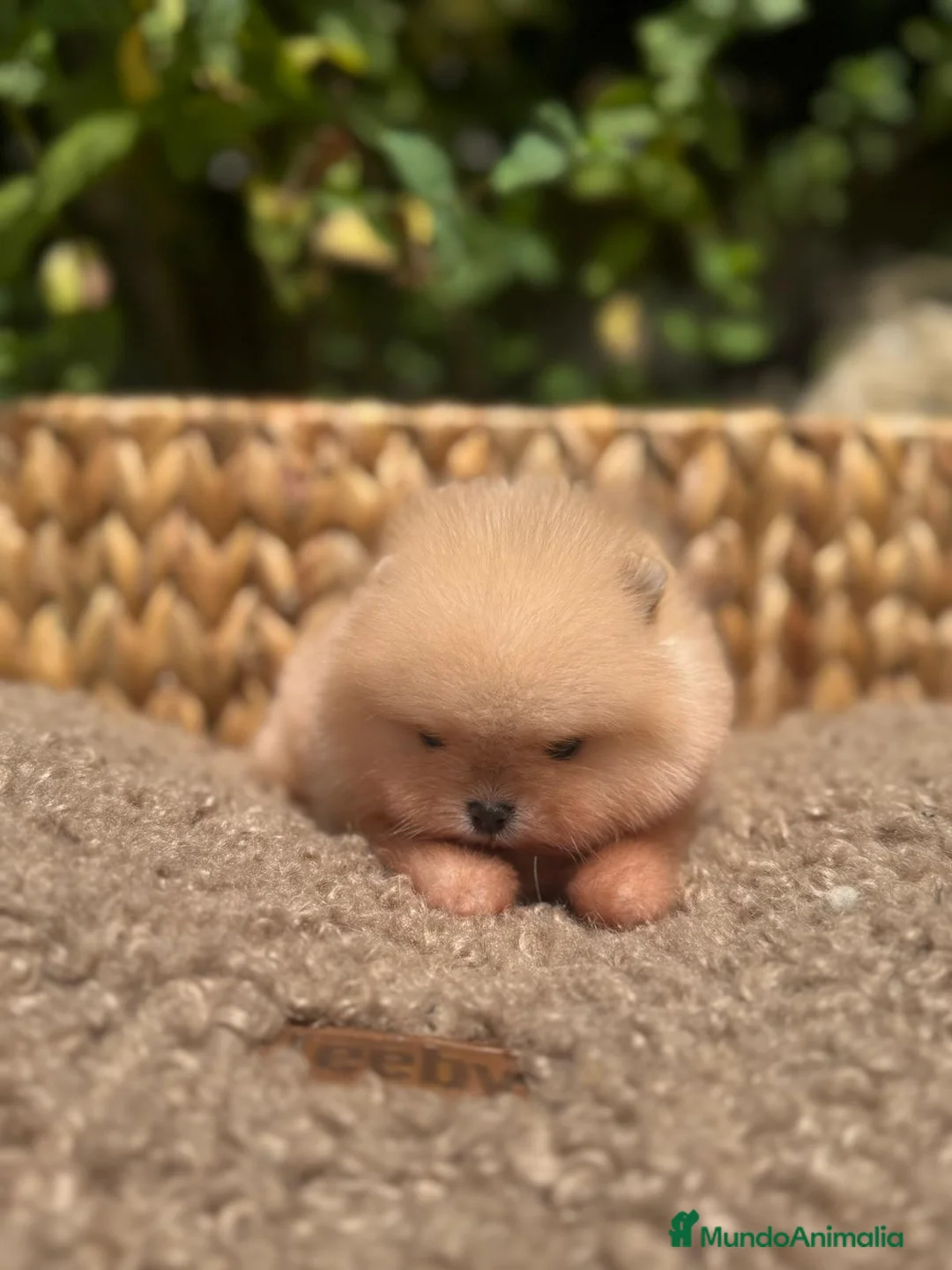 Pomerania perros en venta: BEBES POMERANIA BLANCOS LOS MAS MINI Y PELUDOS - Anuncio 3