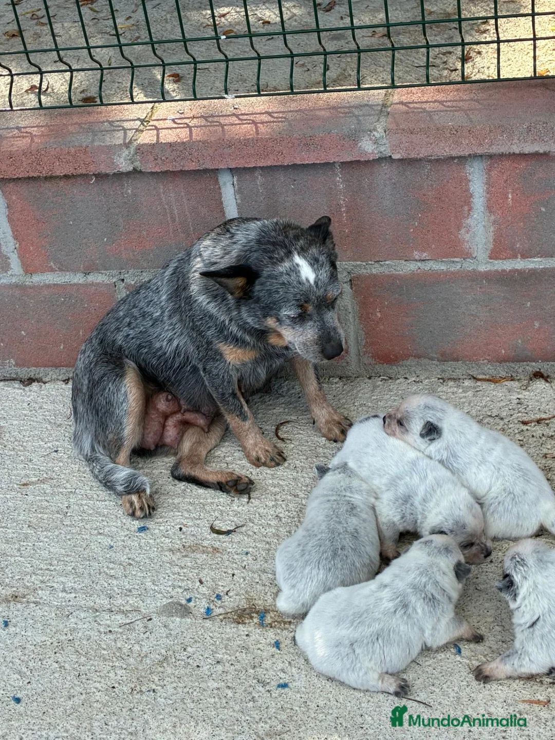 Boyero de Australia perros en venta: Australian Cattle Dog - Pastor Australiano - Anuncio 2