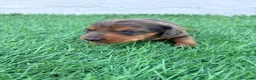 Teckel Miniatura perros en venta: Teckel Miniatura - Anuncio 20