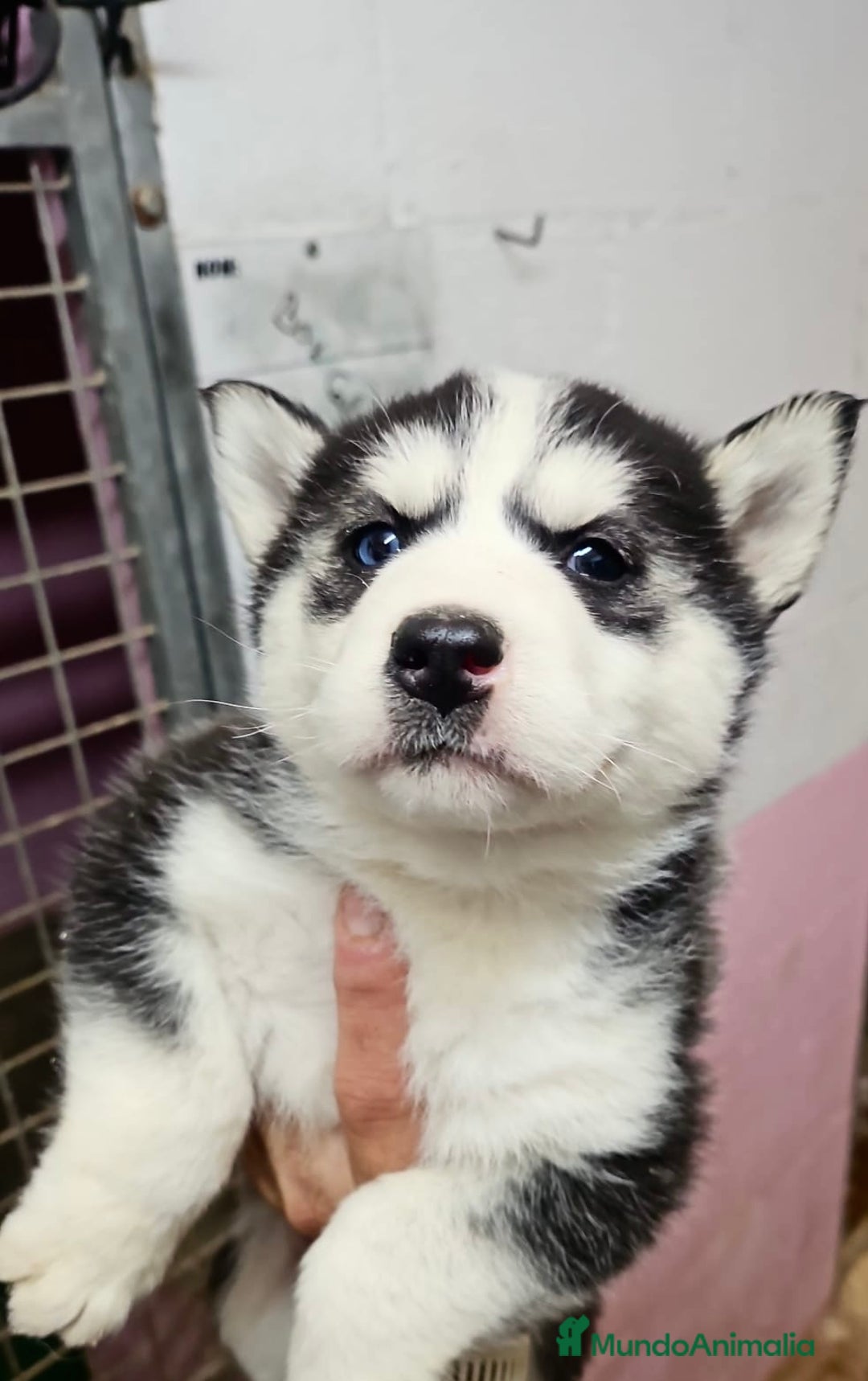 Husky Siberiano perros en venta: CAMADA DE HUSKY SIBERIANO - Anuncio 7