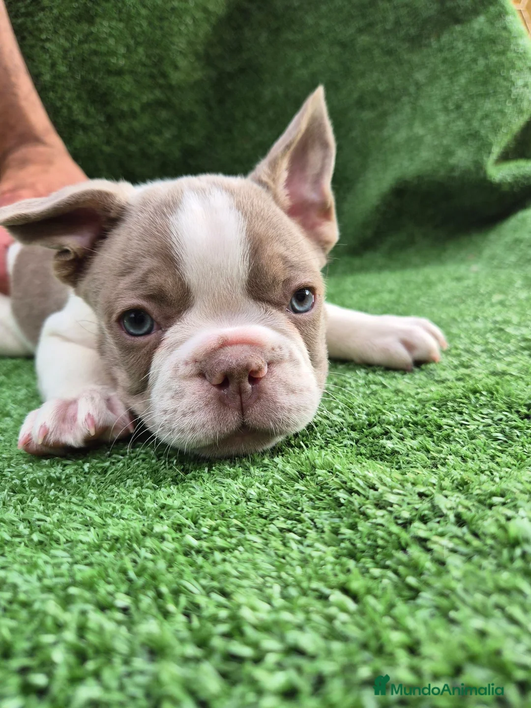 Bulldog Francés perros en venta: Machito  - Anuncio 1