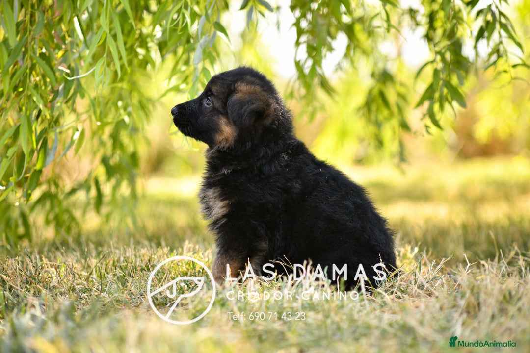 Pastor Alemán perros en venta: Hembras de pastor alemán  - Imagen 5