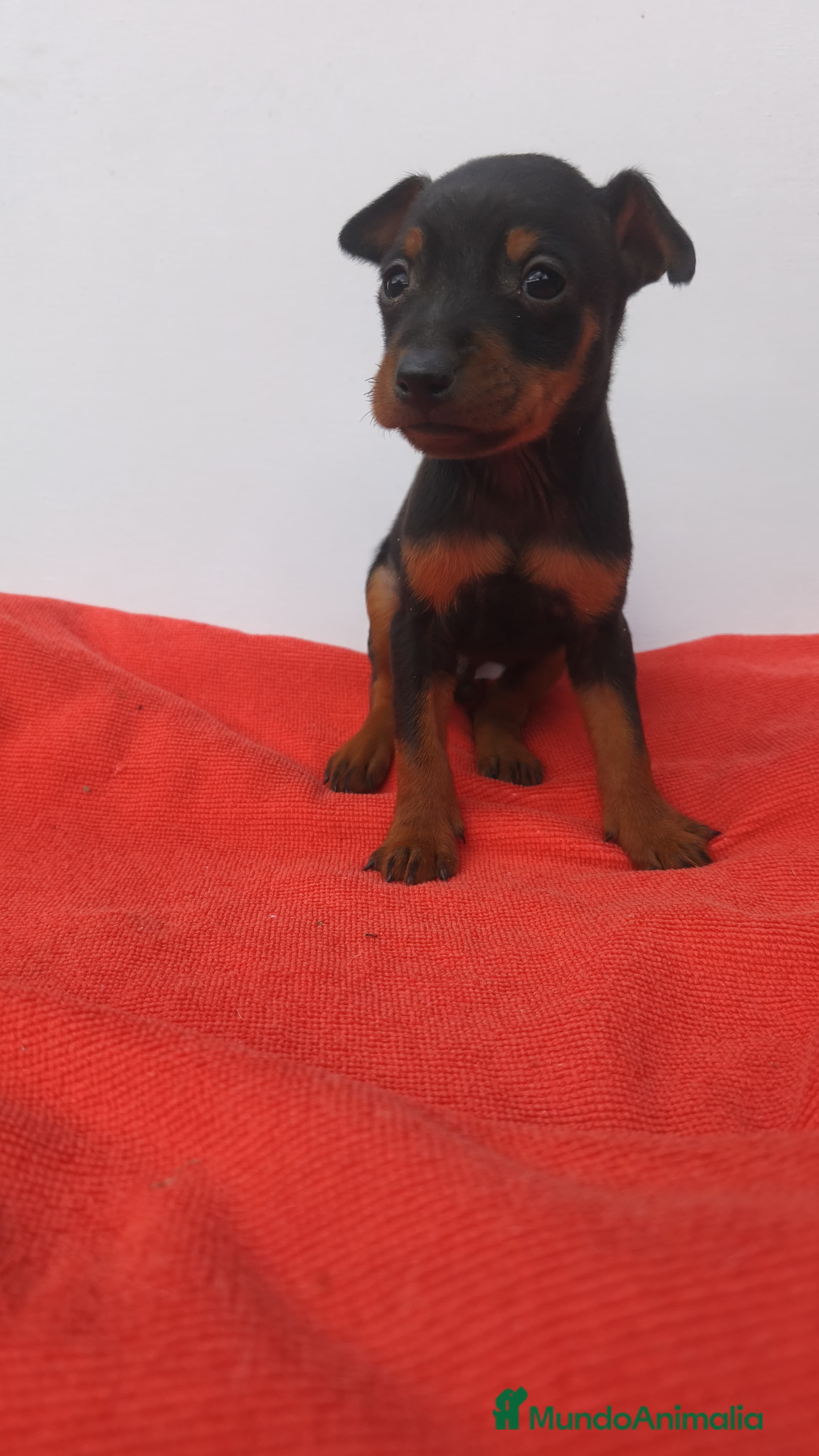 Pinscher Miniatura perros Mini pincher - Anuncio 1