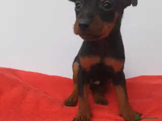 Pinscher Miniatura perros Mini pincher - Anuncio 7