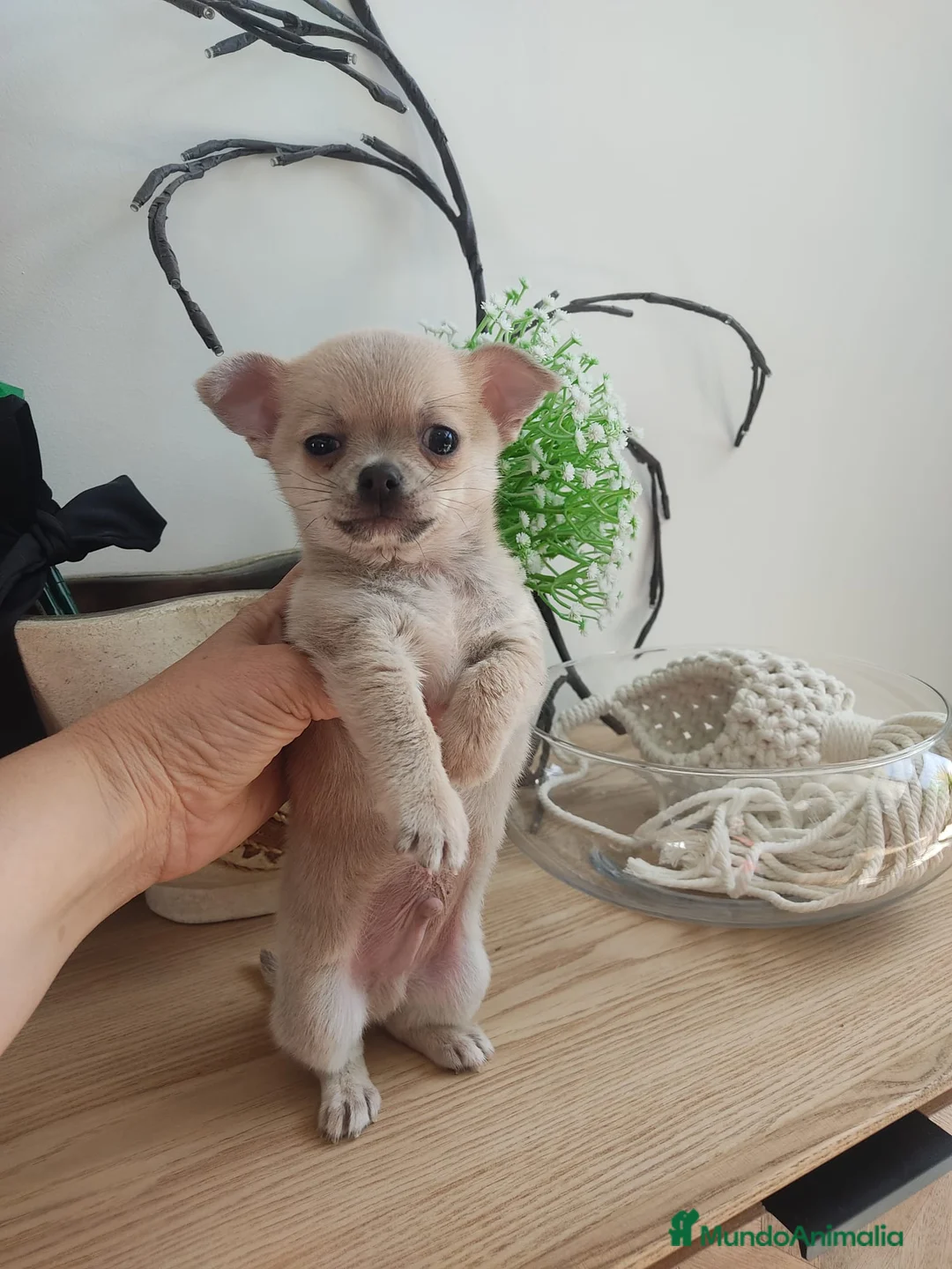 Chihuahua perros en venta: Chihuahua mini - Anuncio 1