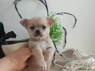 Chihuahua perros Chihuahua mini - Anuncio 2