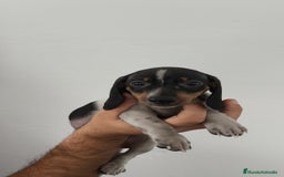 Teckel Miniatura perros en venta: Teckel mini pielbad y exóticos  - Imagen 2