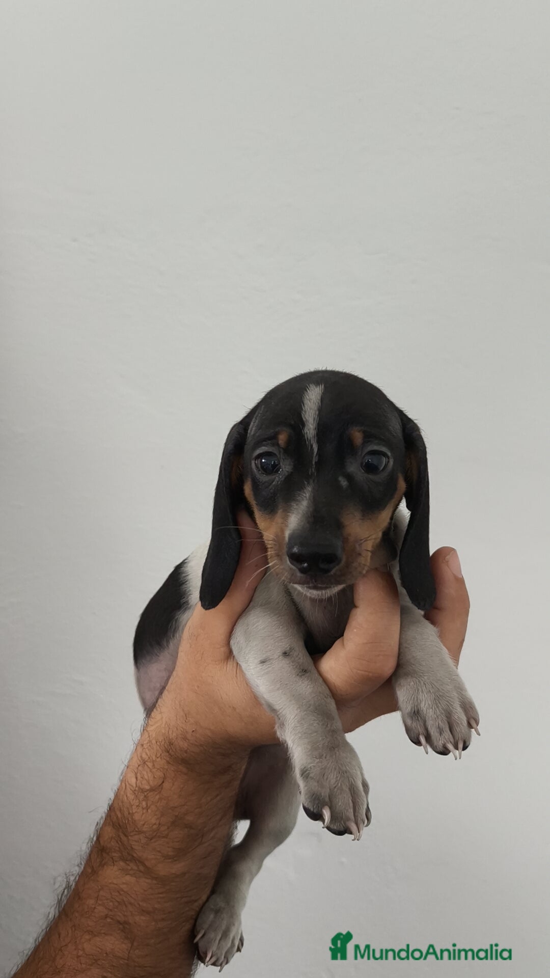 Teckel Miniatura perros en venta: Teckel mini pielbad y exóticos  - Imagen 2