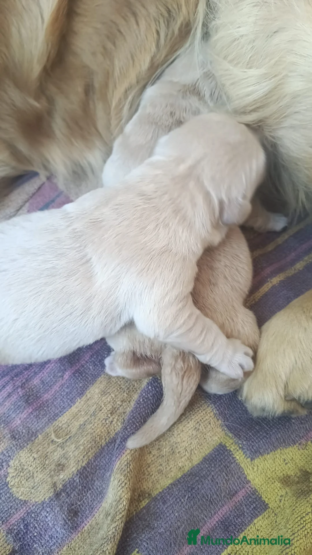Golden Retriever perros en venta: Golden retriever 🐶🐾 - Anuncio 3