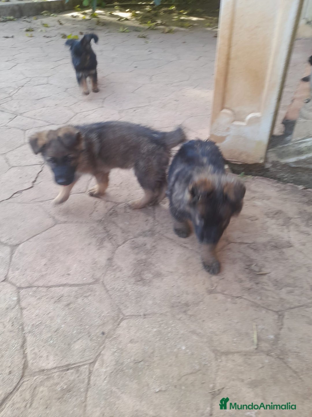 Pastor Alemán perros en venta: Pastores alemanes de trabajo  - Anuncio 4