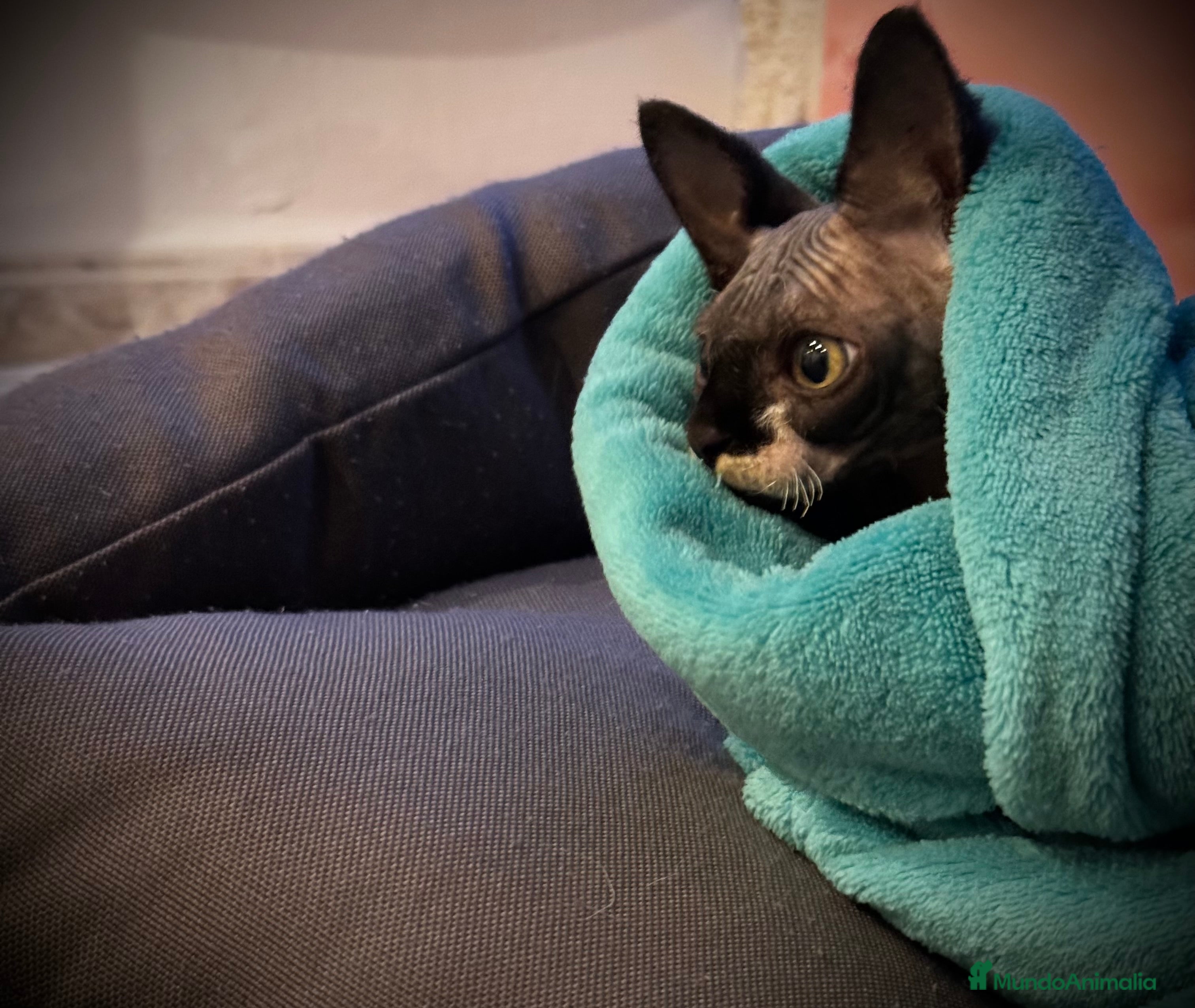 Sphynx gatos SPHYNX en Illes Balears - Anuncio 19