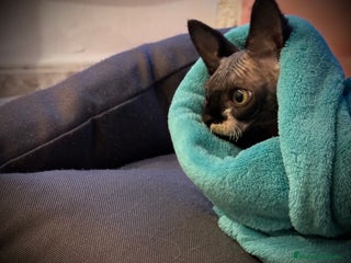 Sphynx gatos en Illes Balears - Anuncio 14