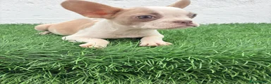 Bulldog Francés 2