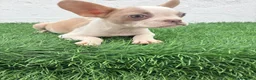 Bulldog Francés perros en venta: Bulldog frances  - Anuncio 6