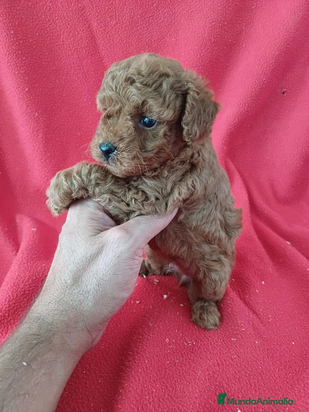 Caniche Enano perros en venta: Caniche Enano  - Anuncio 2
