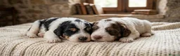 Perro de Agua Español perros en venta: Cachorros Perro de Agua - Anuncio 1