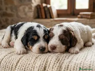 Perro de Agua Español perros Cachorros Perro de Agua - Anuncio 1