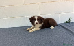 Border Collie perros en venta: Border Collie tranquilos y hermosos - Imagen 4