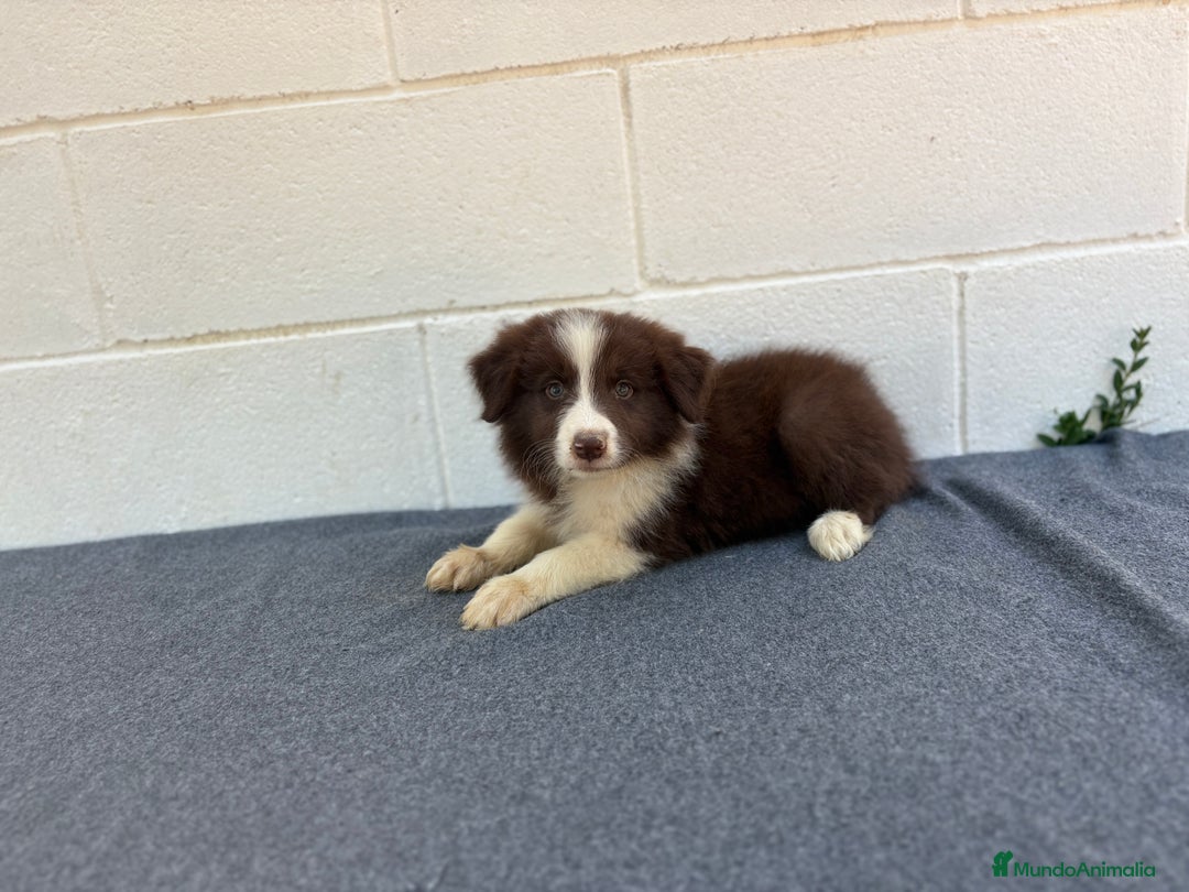 Border Collie perros en venta: Border Collie tranquilos y hermosos - Imagen 4