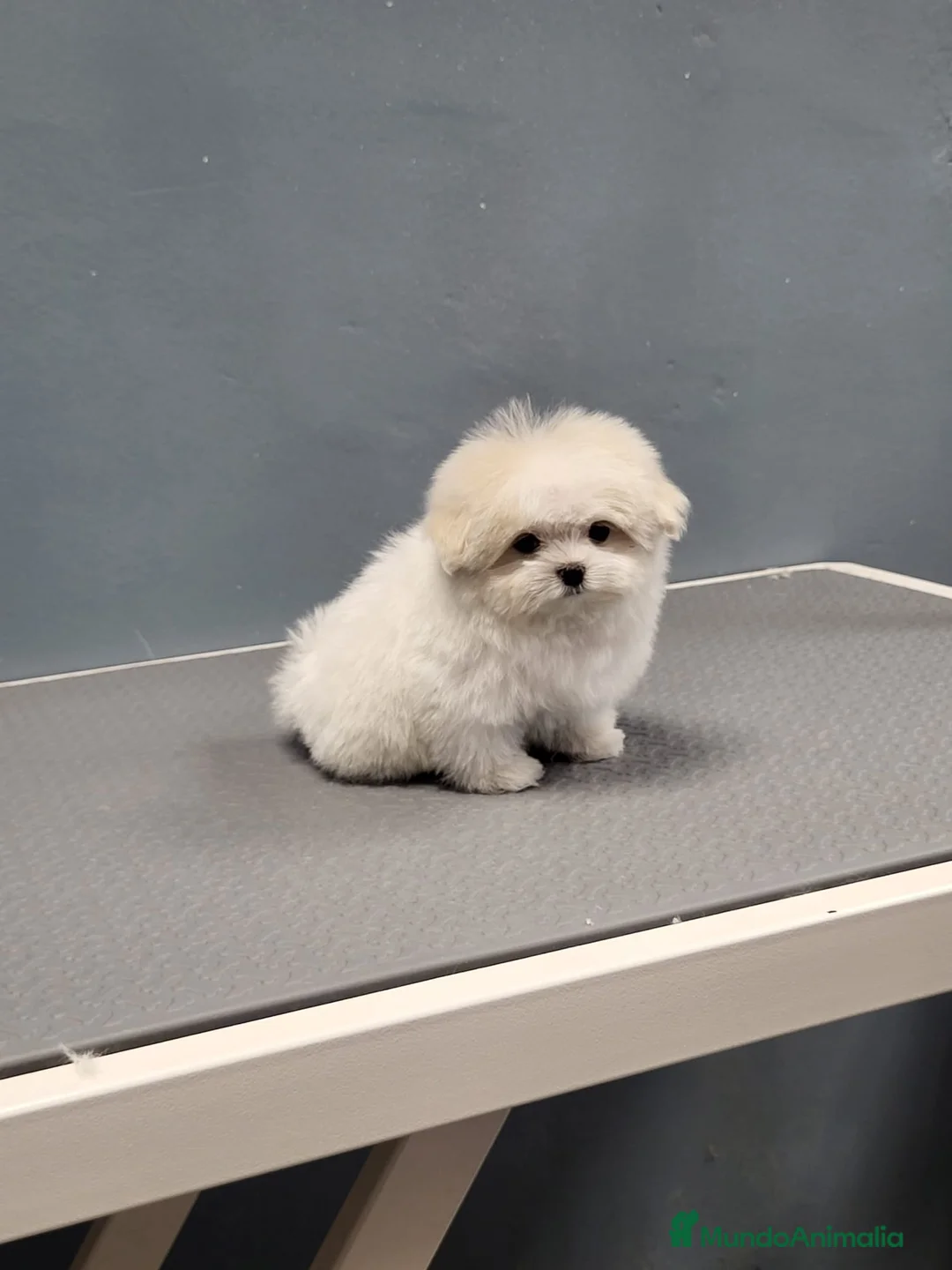 Bichón Maltés perros en venta: Bichón Maltes micro Toy en Barcelona - Anuncio 3