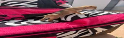 Chihuahua perros en venta: Chihuahua toy macho y hembra  en Barcelona - Anuncio 5