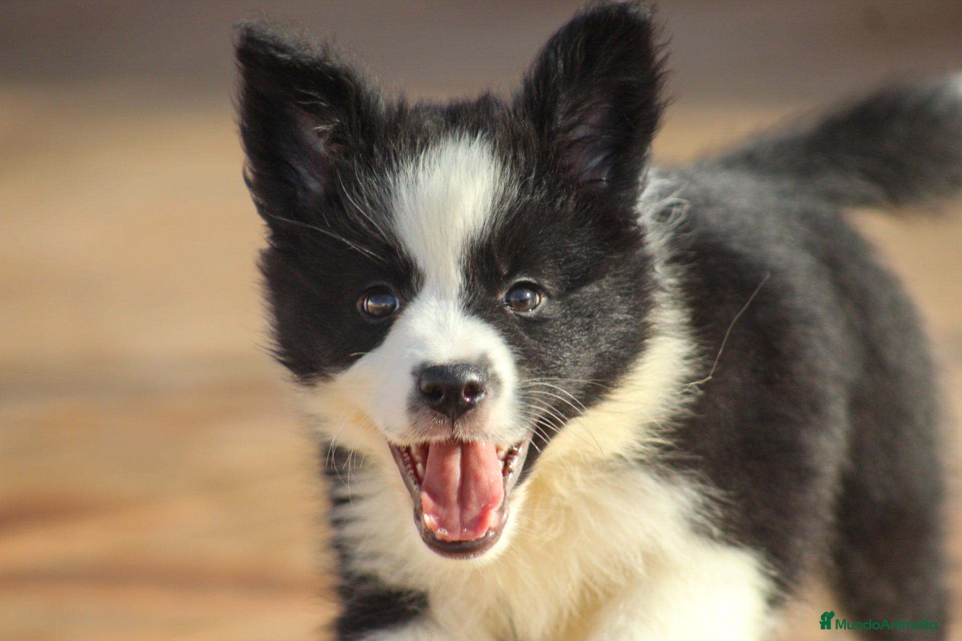 Border Collie perros Cachorros de border collie  - Anuncio 27