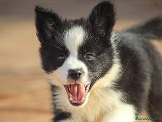 Border Collie perros Cachorros de border collie - Anuncio 28