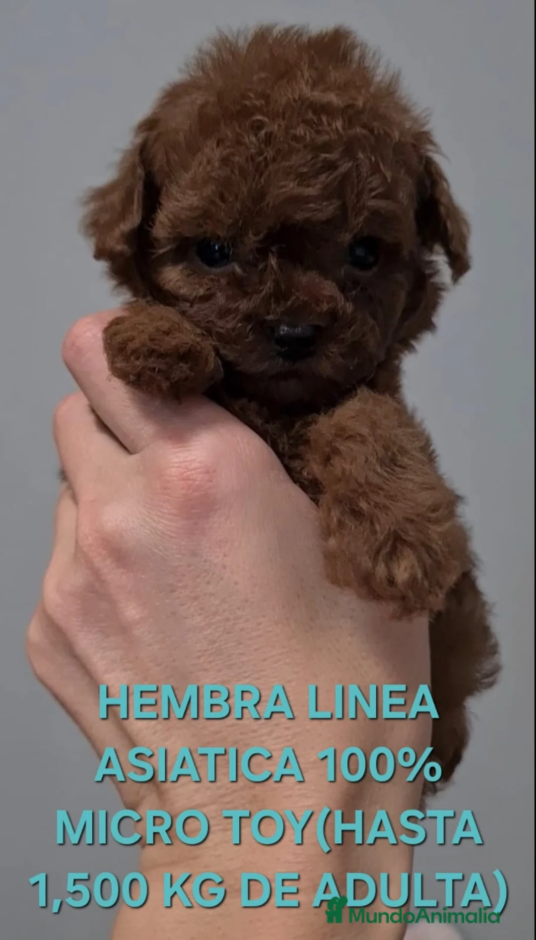 Caniche Toy perros en venta: Cachorros caniche toy - Anuncio 5